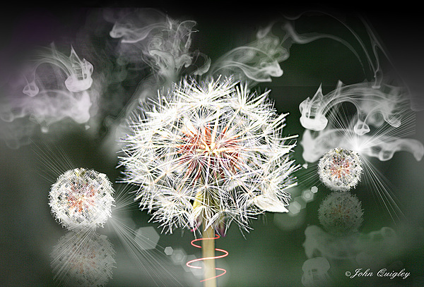 Dandelion Clock by John Quigley Dandelion Clock by John Quigley